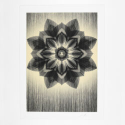 Obey x Kai and Sunny (gold version)